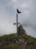 Rabe im Anflug auf das Gipfelkreuz Zuestoll